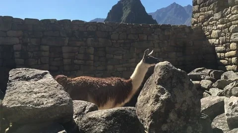 Slowmo Alpaca in Machu Picchu 動画素材 149015217