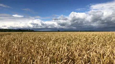Slowmo cereal field Video stock 151863063