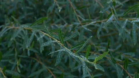 Slowmo close-up heavy shower rain drops falling on green tree leaves in forest Stock Footage 251517203