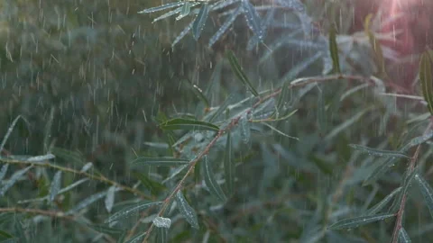 Slowmo close-up heavy shower rain drops falling on green tree leaves in forest Stock Footage 253767034