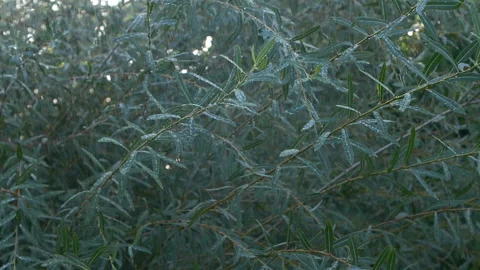 Slowmo close-up heavy shower rain drops falling on green tree leaves in forest Stock Footage 255005548