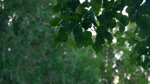Slowmo close-up heavy shower rain drops falling on green tree leaves in forest Video stock 255550148