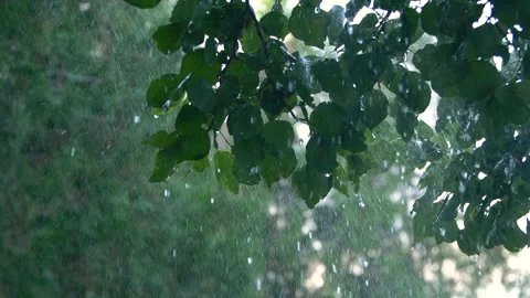 Slowmo close-up heavy shower rain drops falling on green tree leaves in forest Vídeo Stock 255992471