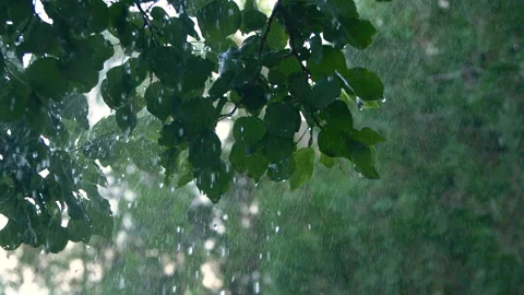 Slowmo close-up heavy shower rain drops falling on green tree leaves in forest 動画素材 257392558