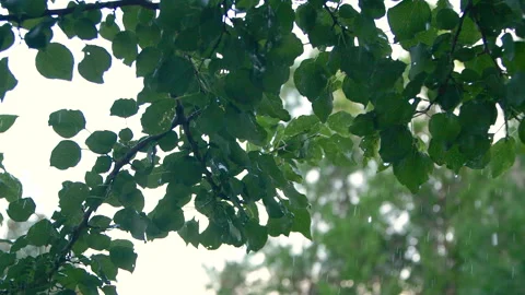 Slowmo close-up heavy shower rain drops falling on green tree leaves in forest 動画素材 258207900