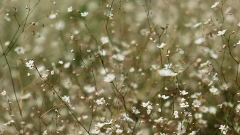 Slowmo closeup of a field of small white flowers Stock Footage 241007962