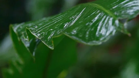 Slowmo closeup of green jungle leaf in the rain Video stock 241001966