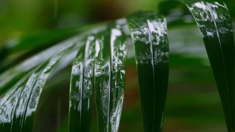 Slowmo closeup of green jungle leaf in the rain Stock Footage 241009609