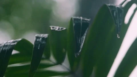Slowmo closeup of green jungle leaf in the rain Video stock 241009869