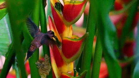 Slowmo closeup of a hummingbird drinking from a big red jungle flower Stock Footage 241010764