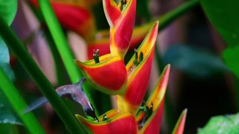 Slowmo closeup of a hummingbird drinking from a big red jungle flower Stock Footage 241010798