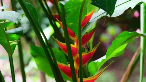 Slowmo closeup of a hummingbird drinking from a big red jungle flower Stock Footage 241010849