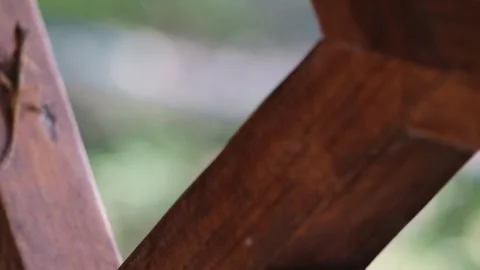 Slowmo closeup of a lizard jumping from a wooden beam to another Stock Footage 241002153
