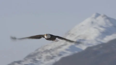 Slowmo Eagle in Oncoming Flight HD Stock Footage 82187339