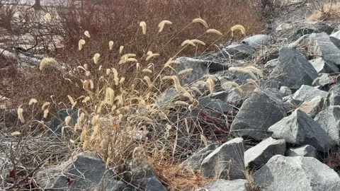 Slowmo flower 動画素材 294886630