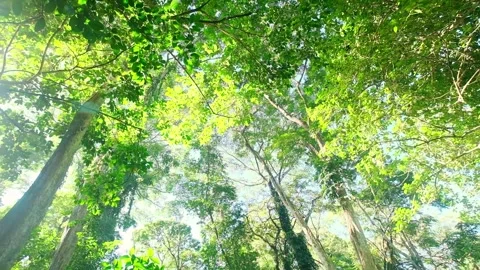 Slowmo of green jungle forest eventually looking up into the trees Video stock 241009408