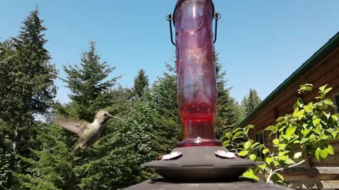 SlowMo Hummingbird 1 Stock Footage