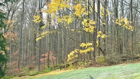 Slowmo last leaves falling tree Video stock 255659545