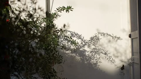Slowmo leafy branches and shadows on wall Stock Footage 337992813