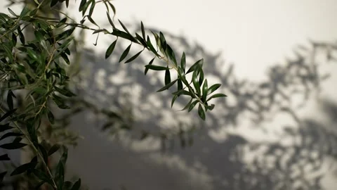 Slowmo olive branch casting shadows on white wall closeup Vidéo 332609579