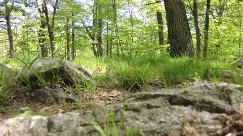 SLOWMO PAN OF  GRASS PATCHES Stock Footage 194860001