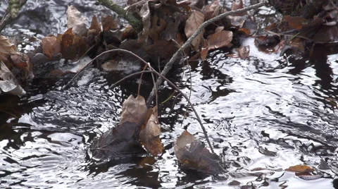 Slowmo puddle stream Video stock 68919813