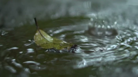 Slowmo Rain Drops Falling in Puddle of Water With Leaf in Forest Stock Footage 106657607