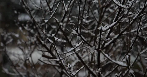 SlowMo Snow falling 1 Stock Footage 102533265
