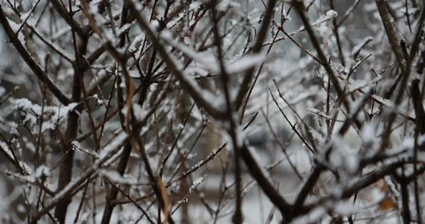 SlowMo Snow falling 3 Stock Footage 102533253