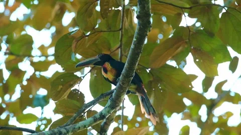 Slowmo of a toucan on a tree branch taking off Stock Footage 241010910