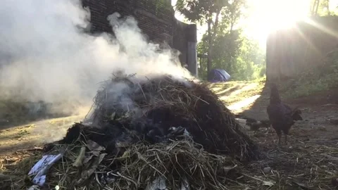 Slowmo video the activity of burning garbage with a mother hen Stock Footage 233597990