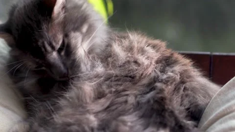 Slowmo view of cute grey cat lying outdoors on nice and sunny autumn day 스톡 동영상 150938797