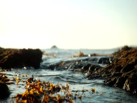 Slowmo water seaweed Stock Footage 106221733