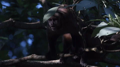 SlowMo Wild Brown Capuchin Monkey fruit foraging in tropical rainforest jungle Stock Footage 337428122