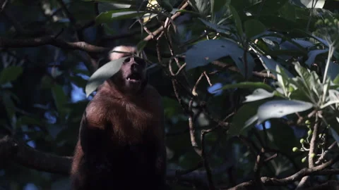SlowMo Wild Brown Capuchin Monkey fruit foraging in tropical rainforest jungle Stock Footage 337428534