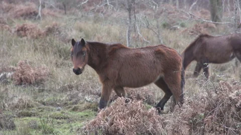 Slowmo Wild ponies in the New Forest, UK Video stock 68920928