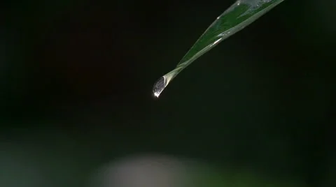 Slowmotin of A drop falling from the leaf Video stock 51807729
