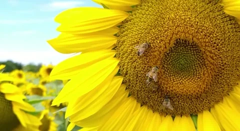 Slowmotion 120 fps bee and sunflowers Stock Footage 135564347