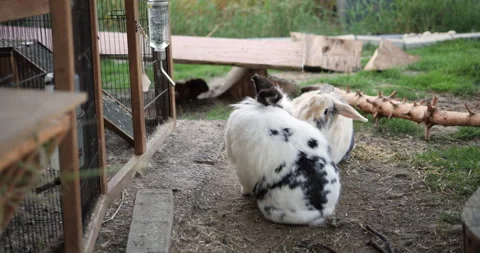 Slowmotion of 2 Rabbits cleaning each other Stock Footage 227976972