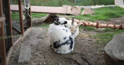 Slowmotion of 2 Rabbits cleaning each other Stock Footage 227977386