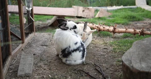 Slowmotion of 2 Rabbits cleaning each other Stock Footage 227977846