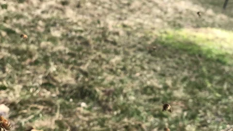 Slowmotion Abeilles en vol Stock Footage 137813997