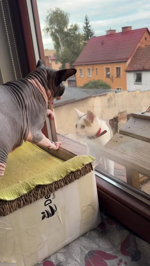 Slowmotion angry sphynx cat yelling at white cat behind window Stock Footage 317186407