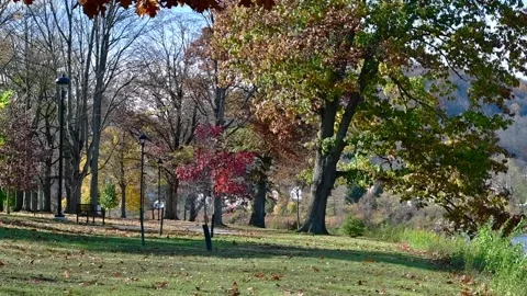 Slowmotion autumn tree in the wind, city park Stock Footage 255293767