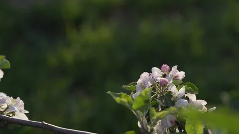SlowMotion - A bee in a apple trees flowers FullHD Stock Footage