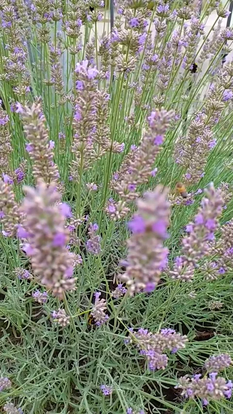Slowmotion bee on lavanda flowers Stock Footage 135568867