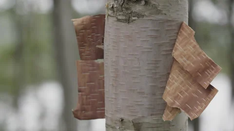 Slowmotion Birch bark in the wind Stock Footage 230998872