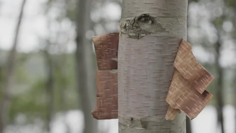Slowmotion Birch bark in the wind Stock Footage 230999314