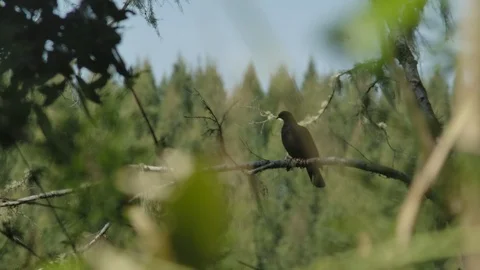 Slowmotion bird in the forest 스톡 동영상 124977209