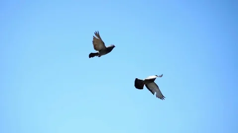 Slowmotion. Birds in flight in clear blue sky Stock Footage 106263338